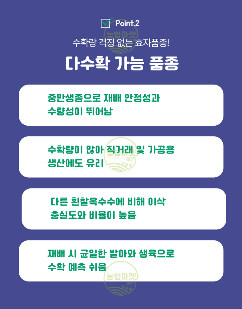 농업마켓365님의 장터 판매 상품 [농업마켓365 아시아종묘 옥수수 찰옥4호 35g 씨앗 종자 텃밭 주말농장 농사 ] 첨부 사진