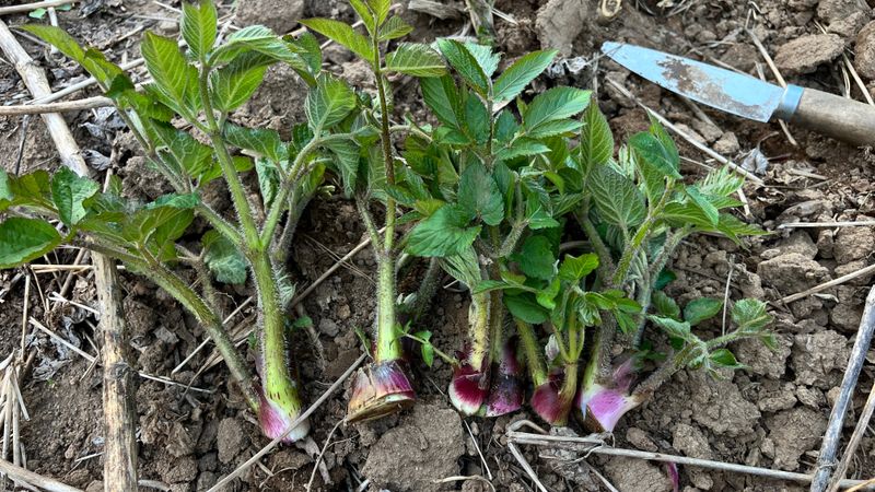 장터 상품 [야생 땅두릅 1kg] 썸네일