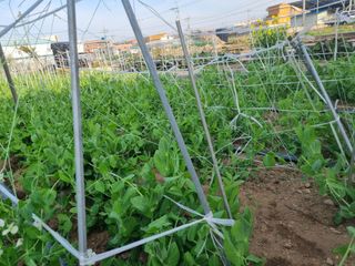 밭메는 여우님의 자유주제 · 자유게시판 작성글 사진