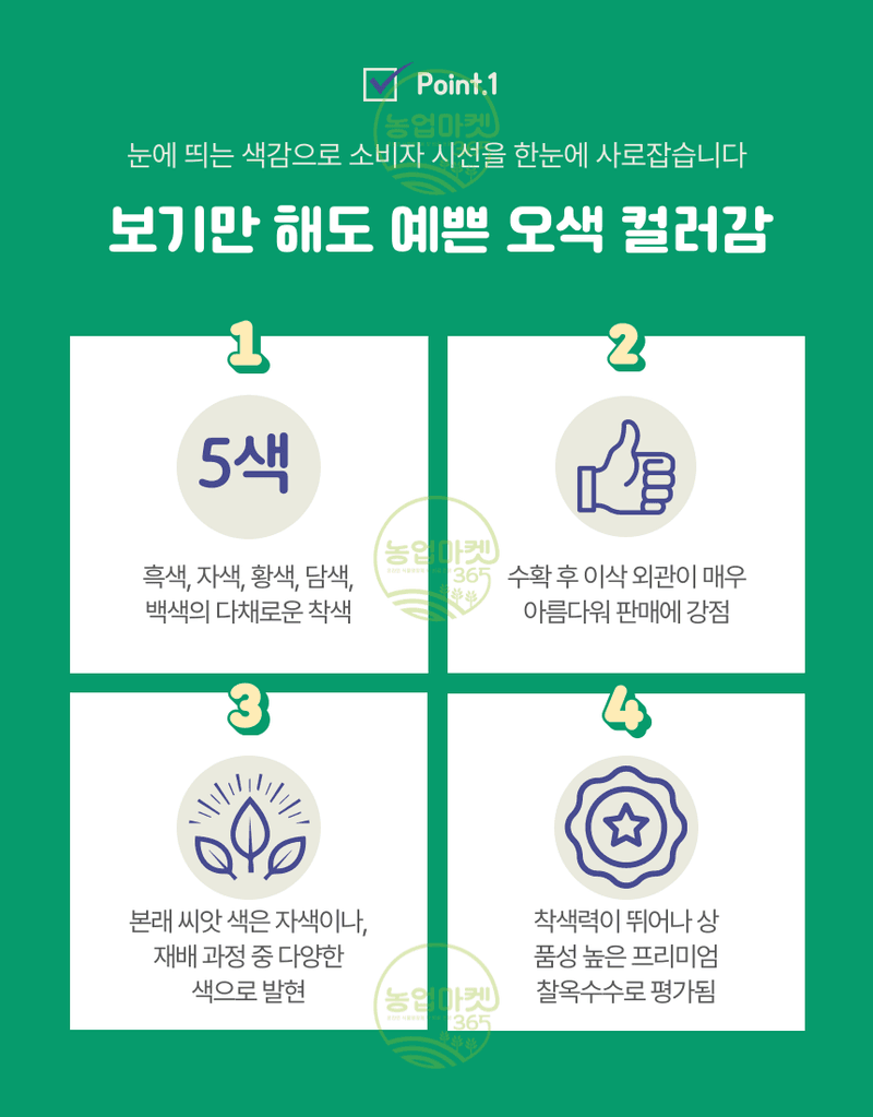 농업마켓365님의 장터 판매 상품 [농업마켓365 아시아종묘 옥수수 오색옥수수 2000립] 첨부 사진