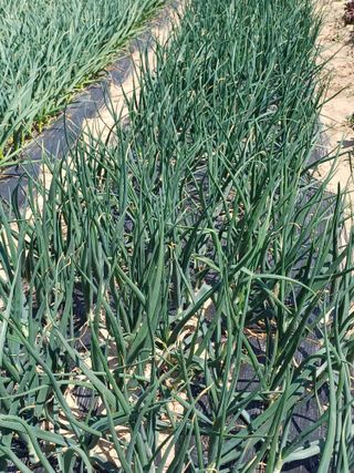 유영옥님의 일손 구하셨나요? · 참여글 작성글 사진