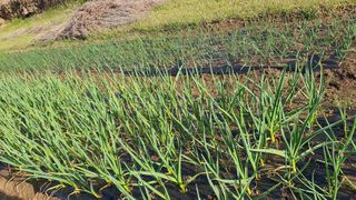 홍광희님의 농사, 무엇이든 물어보세요! · 참여글 작성글 사진