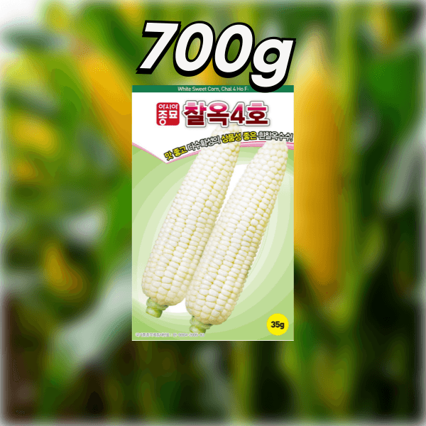 장터 상품 [농업마켓365 아시아종묘 옥수수 찰옥4호 700g 씨앗 종자 텃밭 주말농장 농사 ] 썸네일