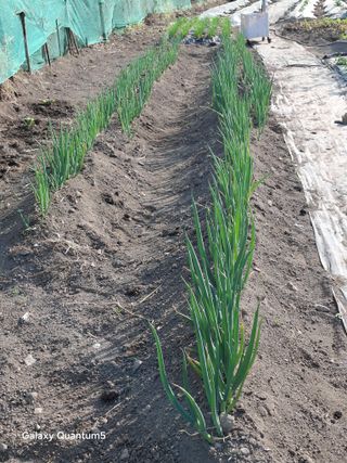 이세순님의 자유주제 · 자유게시판 작성글 사진