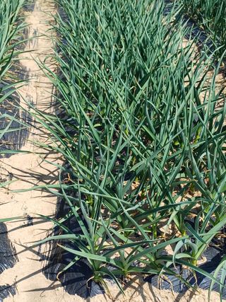 유영옥님의 일손 구하셨나요? · 참여글 작성글 사진