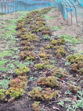 심재연님의 자유주제 · 자유게시판 작성글 사진