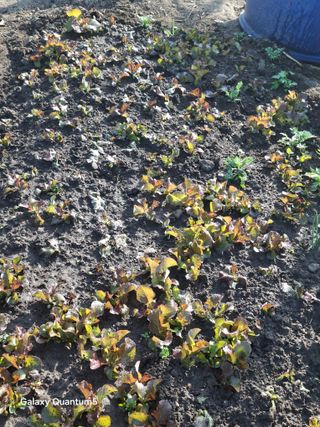 이세순님의 자유주제 · 자유게시판 작성글 사진