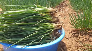 농부아내님의 작성글 사진