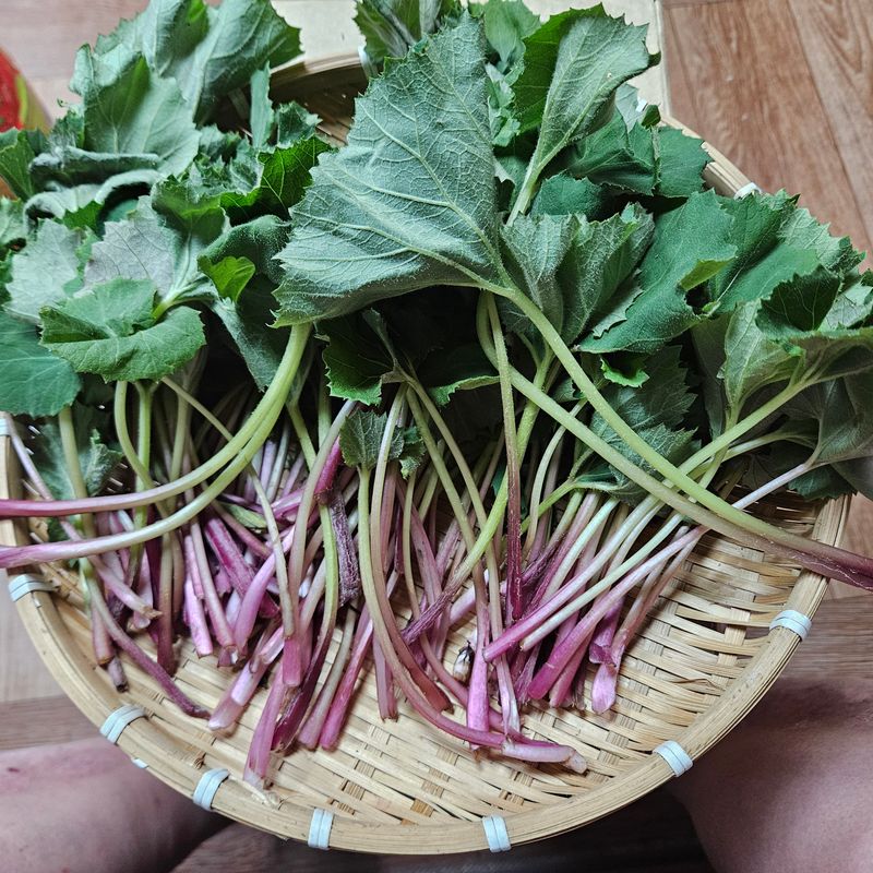 강옥만님의 장터 판매 상품 [노지자연산머위나물 1kg] 첨부 사진