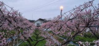 달맛햇복숭아농원님의 자유주제 · 자유게시판 작성글 사진