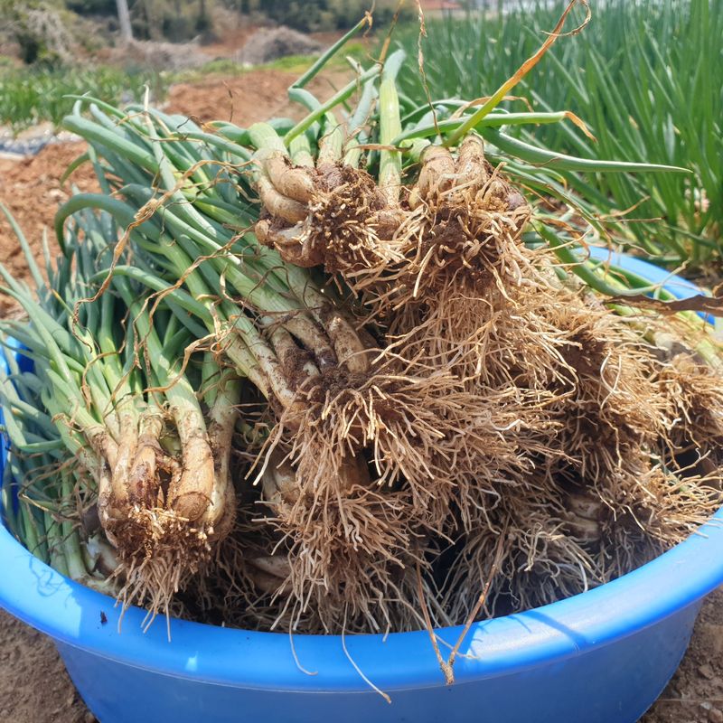 농부아내님의 장터 판매 상품 [월동한 노지 토종쪽파 2kg] 첨부 사진