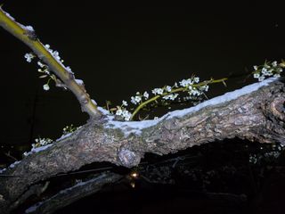 형설농원 정순정님의 자유주제 · 자유게시판 작성글 사진