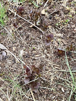 고추건조기부품판매님의 자유주제 · 자유게시판 작성글 사진