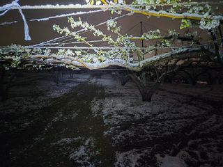 형설농원 정순정님의 자유주제 · 자유게시판 작성글 사진