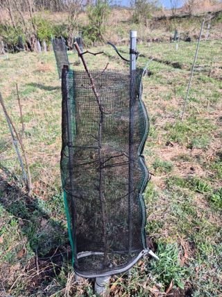 왕대추님의 자유주제 · 자유게시판 작성글 사진