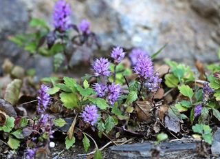 약초원 김종군님의 자유주제 · 자유게시판 작성글 사진