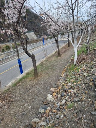 김용대님의 자유주제 · 자유게시판 작성글 사진