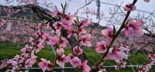 달맛햇복숭아농원님의 자유주제 · 자유게시판 작성글 사진