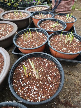 약초원 김종군님의 자유주제 · 자유게시판 작성글 사진