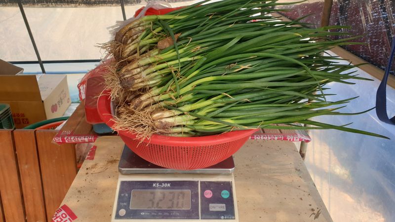 농부아내님의 장터 판매 상품 [월동한 노지 토종쪽파 2kg] 첨부 사진