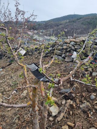김용대님의 자유주제 · 자유게시판 작성글 사진