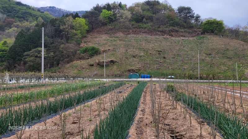 달마루님의 장터 판매 상품 [엄나무순1kg] 첨부 사진