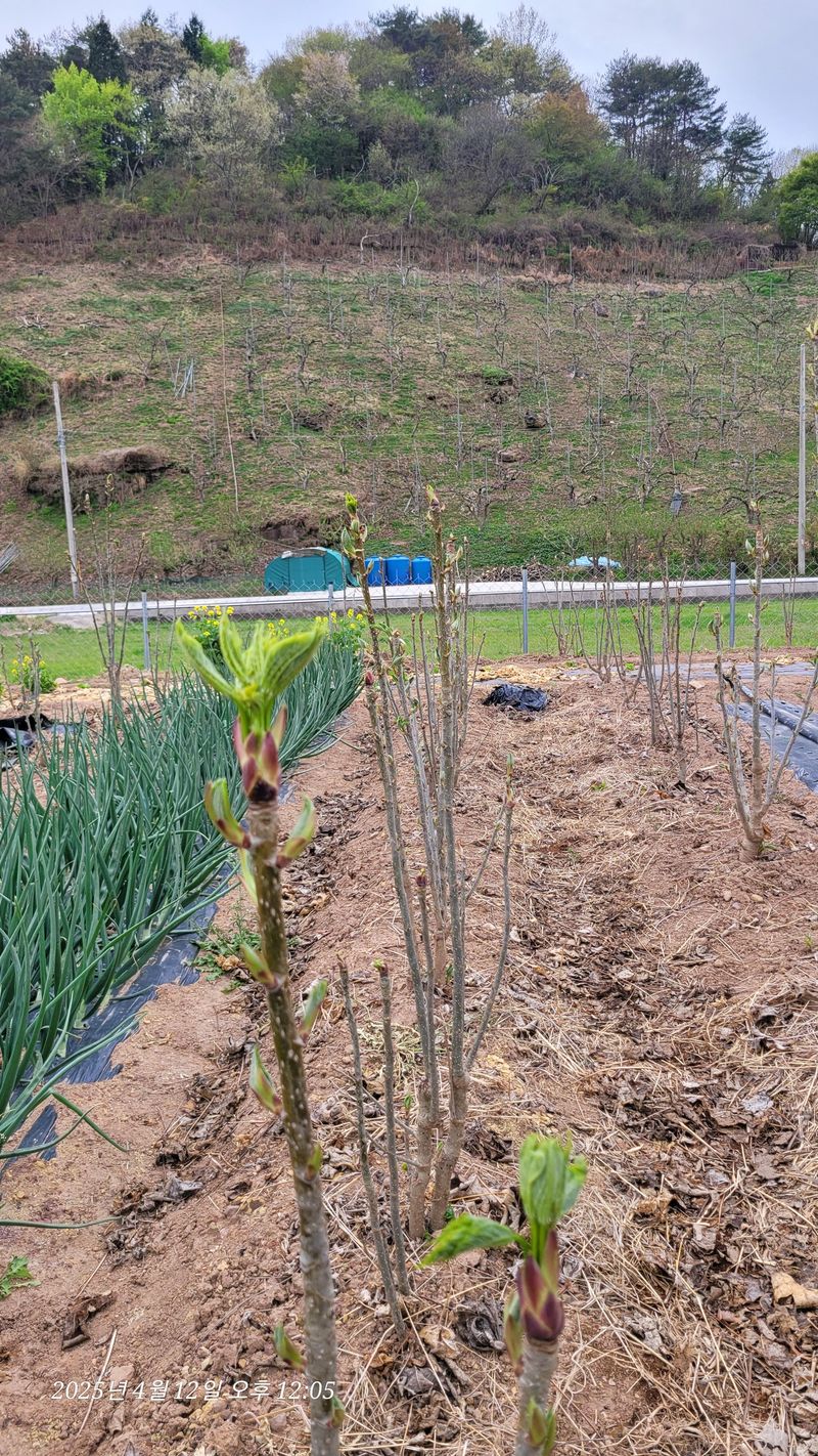 달마루님의 장터 판매 상품 [엄나무순1kg] 첨부 사진