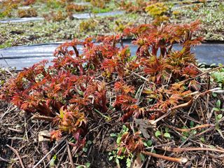 홍천산채농원님의 자유주제 · 자유게시판 작성글 사진