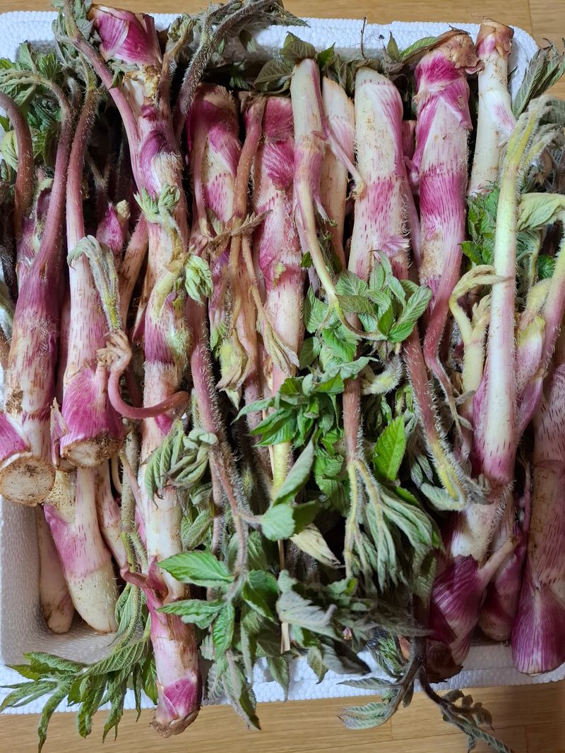 진실로님의 장터 판매 상품 [땅두릅] 첨부 사진