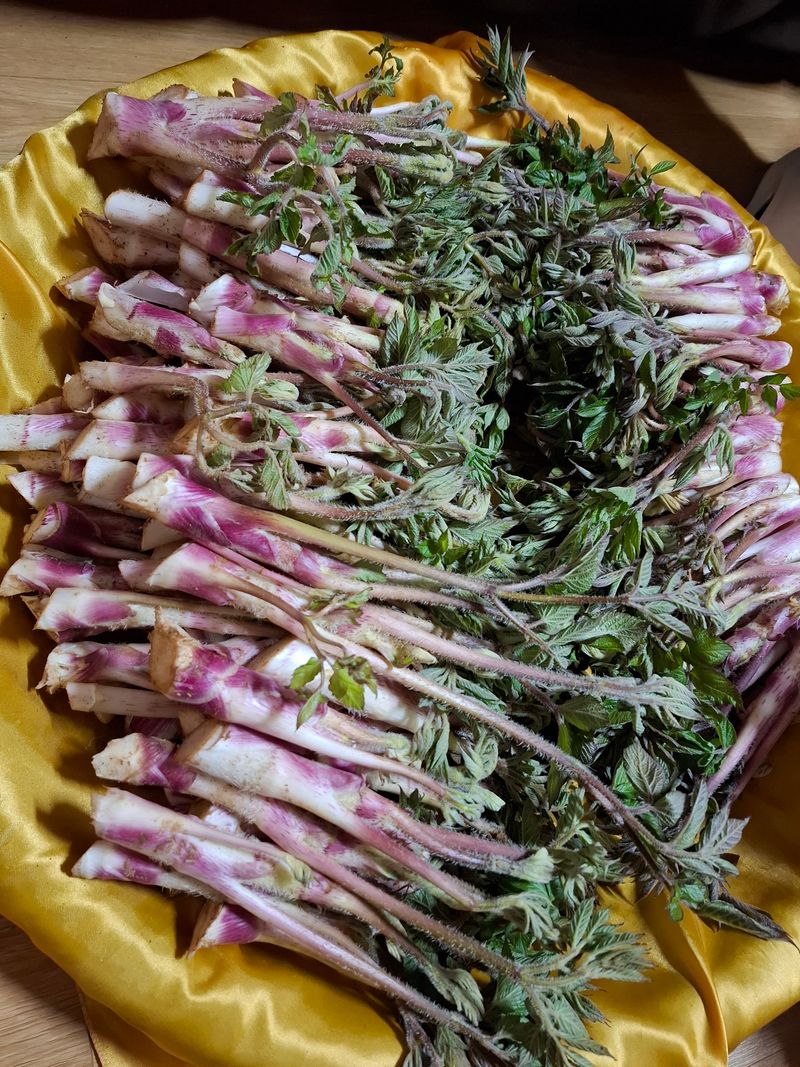 장터 상품 [땅두릅 2kg] 썸네일