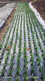 팜모닝 일손 구하셨나요?·참여글 게시글 이미지