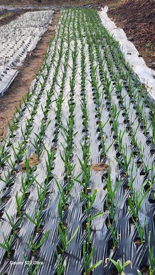 28 268 HQ님의 일손 구하셨나요? · 참여글 작성글 사진