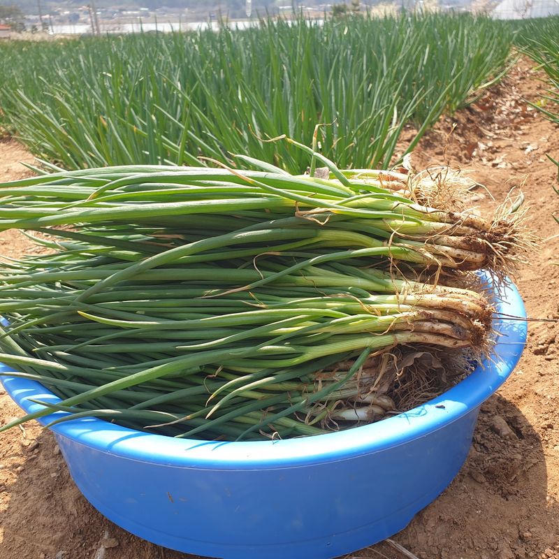 장터 상품 [월동한 노지 토종쪽파 2kg] 썸네일