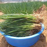 팜모닝 · 게시글 이미지