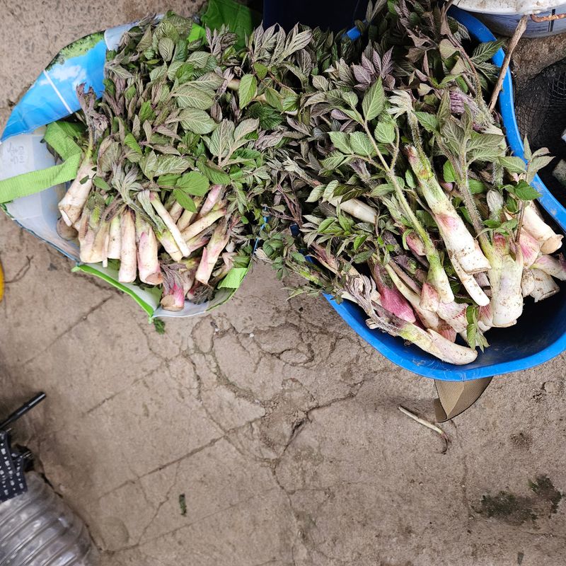 강옥만님의 장터 판매 상품 [노지땅두릅 1kg] 첨부 사진