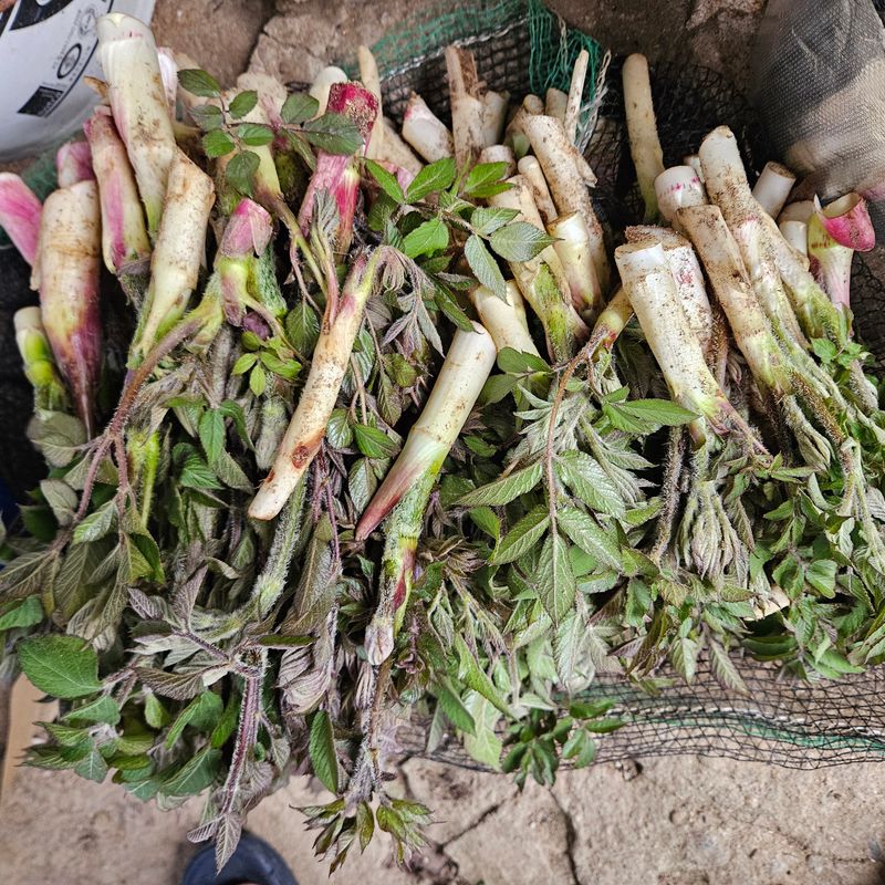 강옥만님의 장터 판매 상품 [노지땅두릅 1kg] 첨부 사진