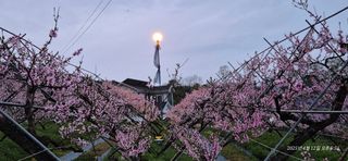 달맛햇복숭아농원님의 자유주제 · 자유게시판 작성글 사진