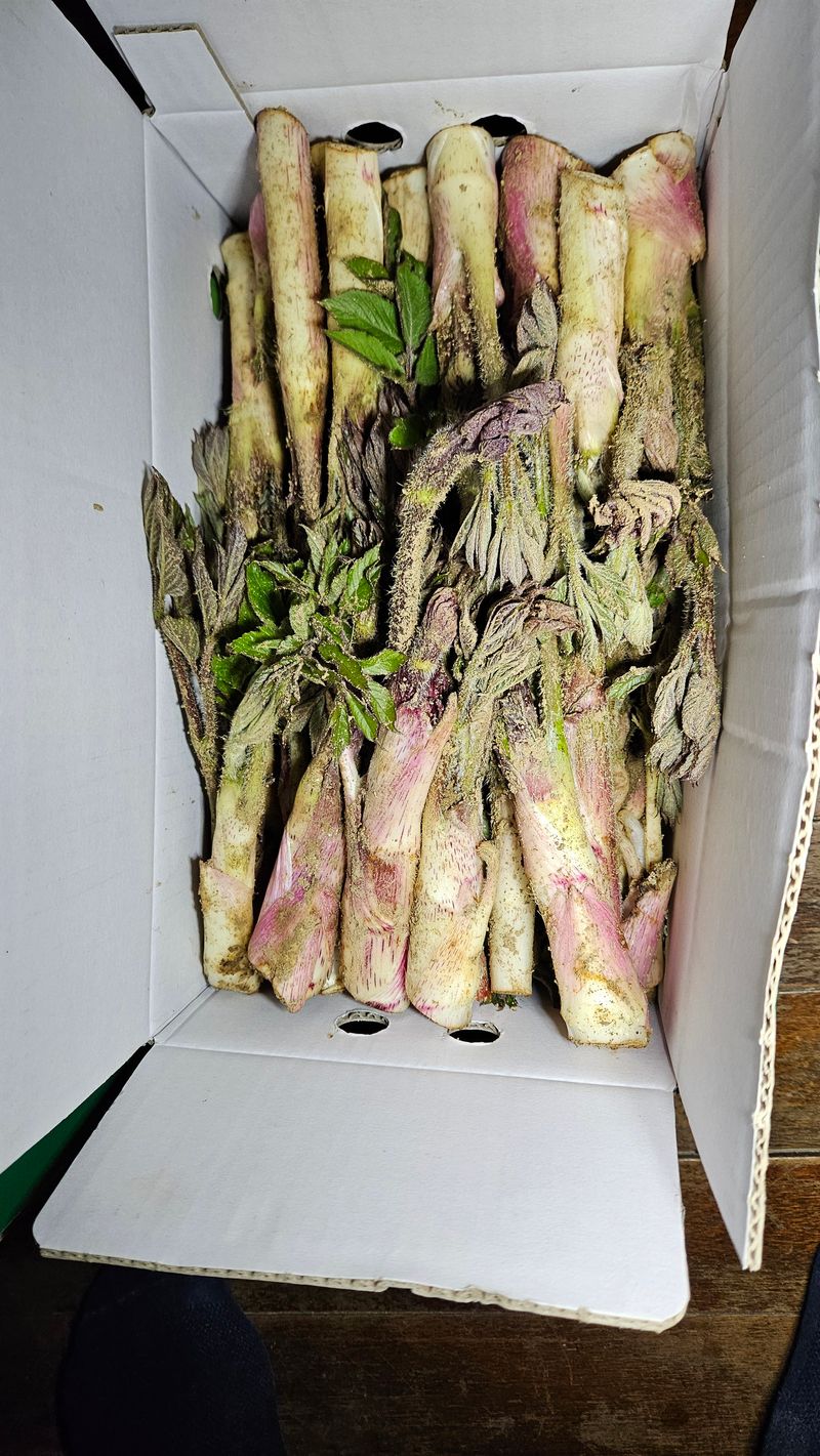 강옥만님의 장터 판매 상품 [노지땅두릅 1kg] 첨부 사진