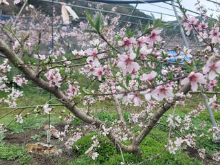 김안식~납작복숭아님의 자유주제 · 자유게시판 작성글 사진