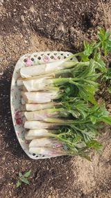 팜모닝 · 게시글 이미지