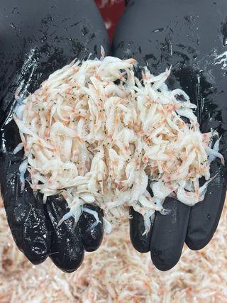 목포 물좋은수산님의 자유주제 · 자유게시판 작성글 사진