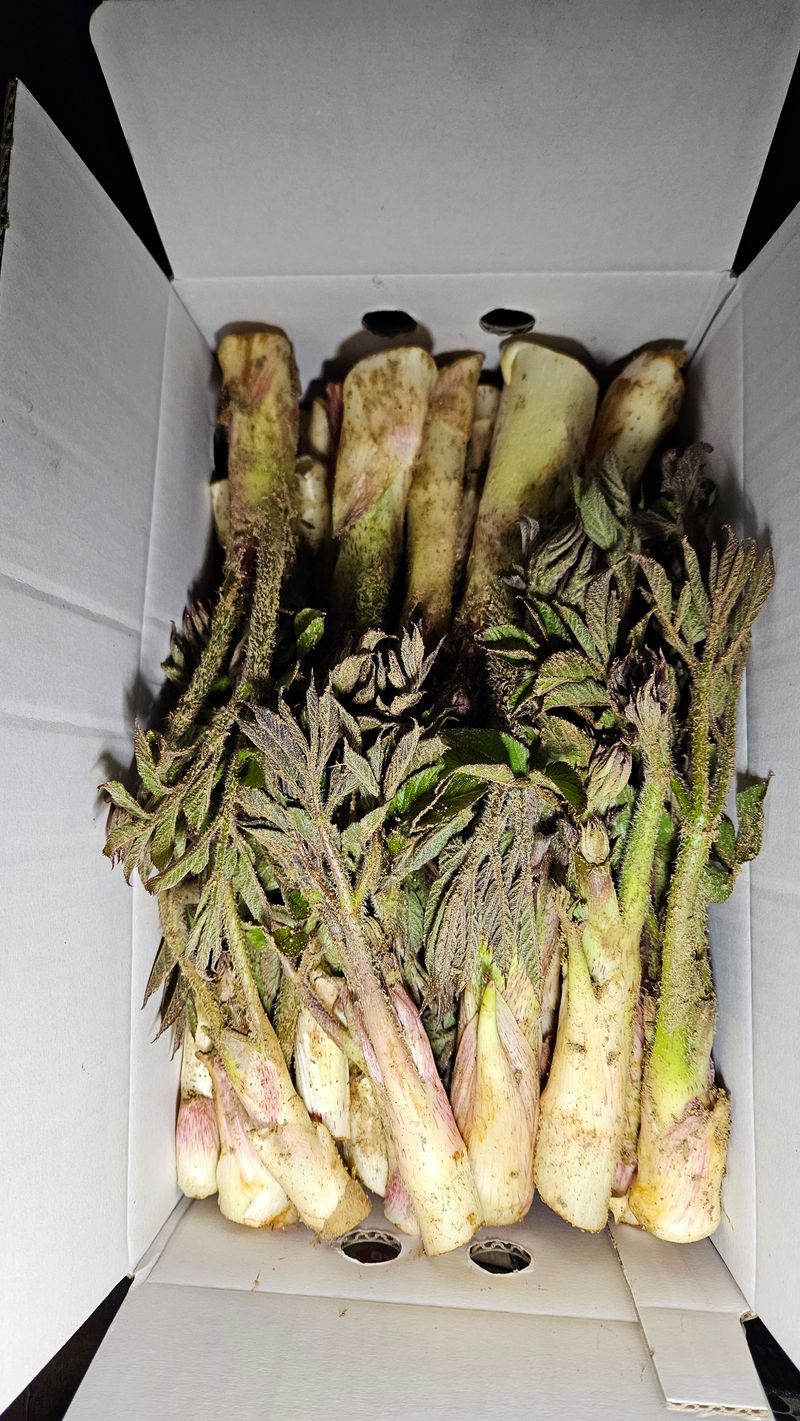 강옥만님의 장터 판매 상품 [노지땅두릅 1kg] 첨부 사진