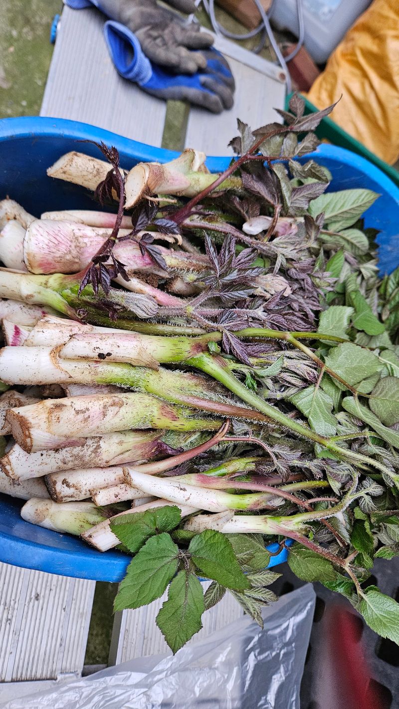 강옥만님의 장터 판매 상품 [노지땅두릅 1kg] 첨부 사진