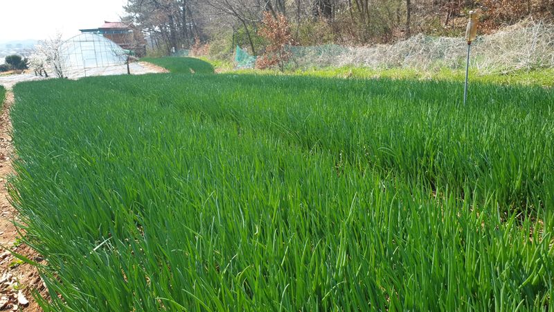 농부아내님의 장터 판매 상품 [월동한 노지 토종쪽파 2kg] 첨부 사진