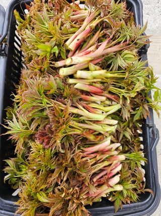 홍천산채농원님의 자유주제 · 자유게시판 작성글 사진