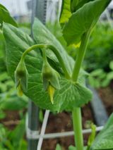 팜모닝 농사, 무엇이든 물어보세요!·참여글 게시글 이미지