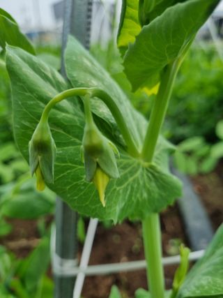 밭메는 여우님의 농사, 무엇이든 물어보세요! · 참여글 작성글 사진