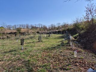 왕대추님의 자유주제 · 자유게시판 작성글 사진