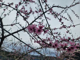 김안식~납작복숭아님의 자유주제 · 자유게시판 작성글 사진