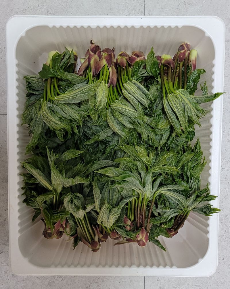 달마루님의 장터 판매 상품 [엄나무순1kg] 첨부 사진